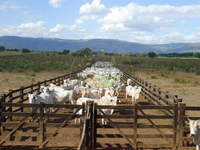 Sítio e chácara venda em Região Geográfica Imediata de Flores de Goiás, Flores de Goiás