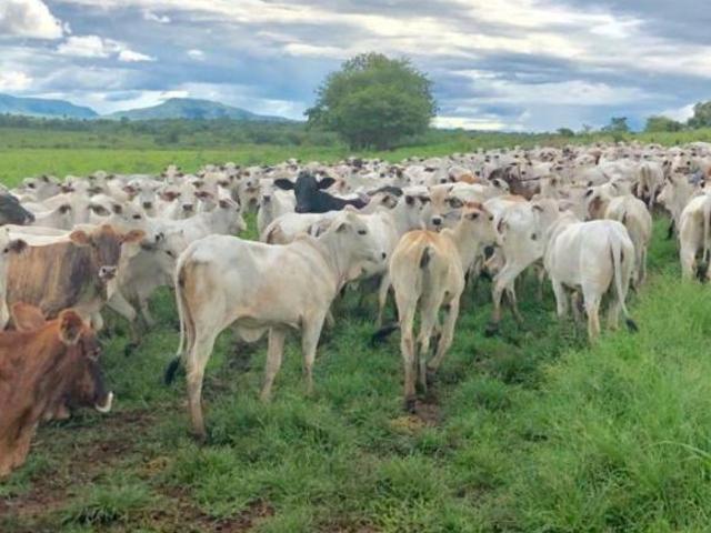 Sítio e chácara venda em Região Geográfica Imediata de Águas Lindas de Goiás, Região Integrada de Desenvolvimento do Distrito Federal e Entorno