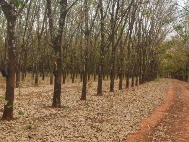 Sítio e chácara venda em Região Geográfica Imediata de Frutal, Frutal