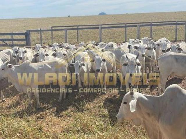 Sítio e chácara venda em General Carneiro, Região Geográfica Intermediária de Barra do Garças