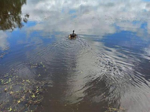 Sítio e chácara venda em Região Geográfica Imediata de Porto Alegre, Região Metropolitana de Porto Alegre