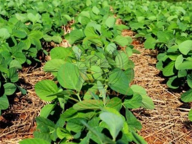 Sítio e chácara venda em Região Geográfica Imediata de Goiás - Itapuranga, Goiás