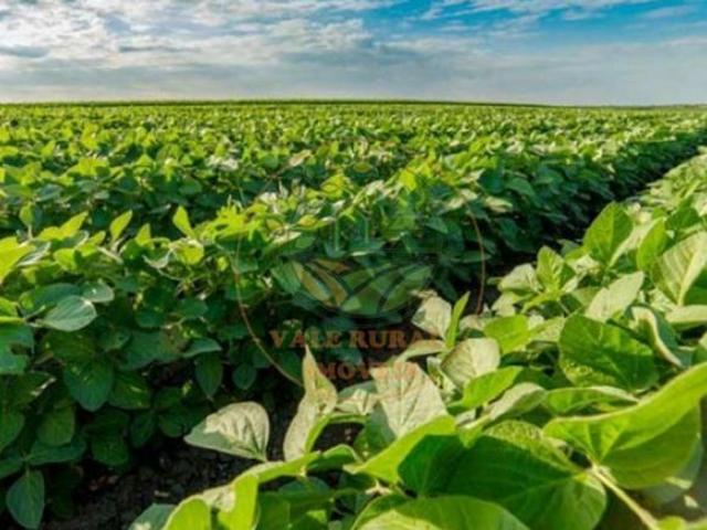 Sítio e chácara venda em Goiás, Região Geográfica Intermediária de Goiânia