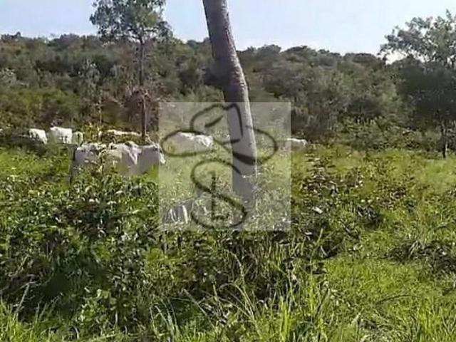 Sítio e chácara venda em Região Geográfica Imediata de Montes Claros, Grão Mogol
