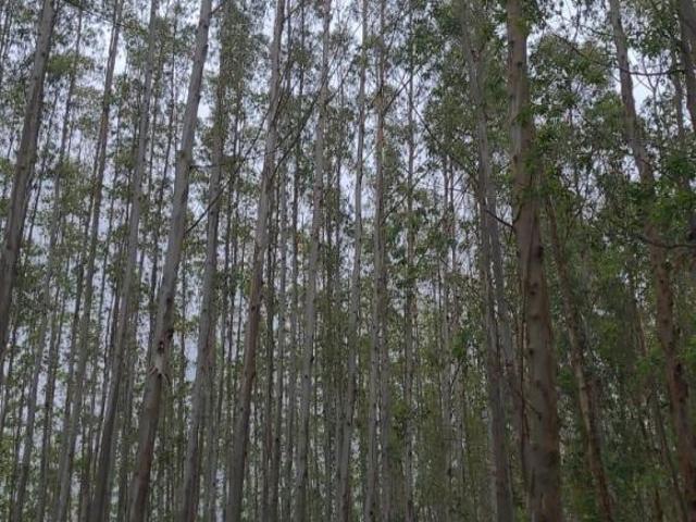 Sítio e chácara venda em Região Imediata de Guaratinguetá, Região Metropolitana do Vale do Paraíba e Litoral Norte