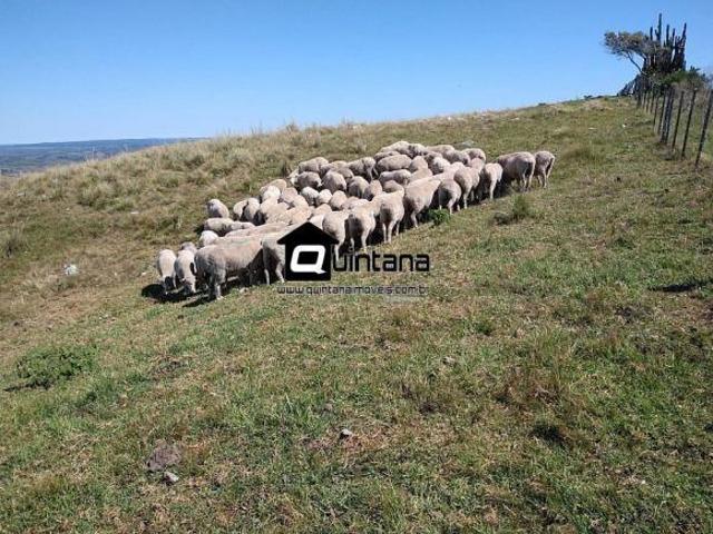 Sítio e chácara venda em Região Geográfica Imediata de Pelotas, Herval