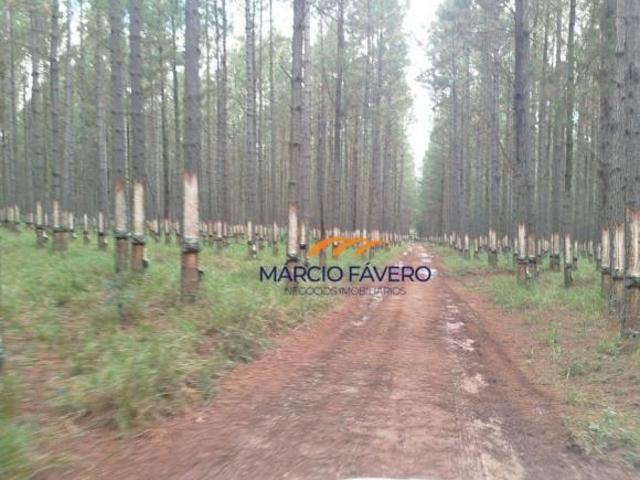 Sítio e chácara venda em Região Imediata de Avaré, Itaí