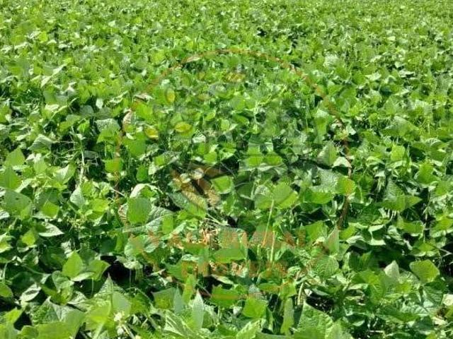 Sítio e chácara venda em Região Geográfica Imediata de Goiás - Itapuranga, Jussara
