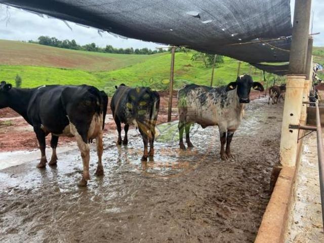 Sítio e chácara venda em Lavras, Região Geográfica Intermediária de Varginha