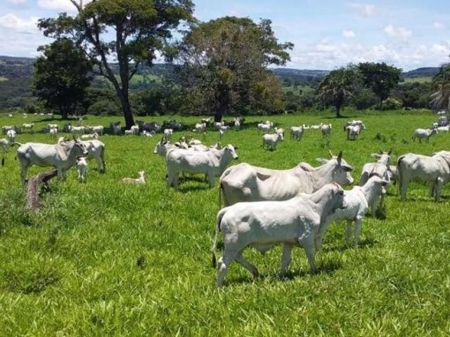 Sítio e chácara venda em Leopoldo de Bulhões, Região Geográfica Intermediária de Goiânia