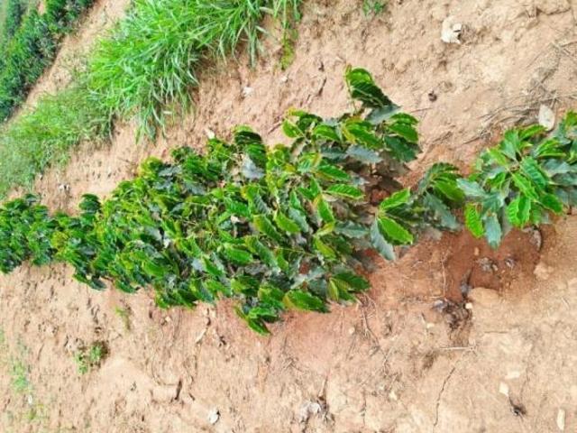 Sítio e chácara venda em Região Geográfica Imediata de Alfenas, Machado