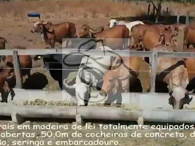 Sítio e chácara venda em Região Geográfica Imediata de Janaúba, Manga