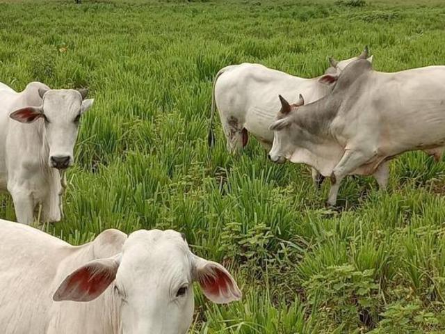 Sítio e chácara venda em Região Geográfica Imediata de Janaúba, Manga