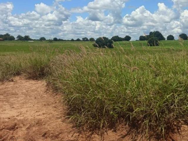 Sítio e chácara venda em Região Geográfica Imediata de Janaúba, Manga