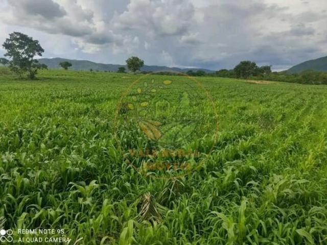 Sítio e chácara venda em Região Geográfica Imediata de Posse-Campos Belos, Monte Alegre de Goiás