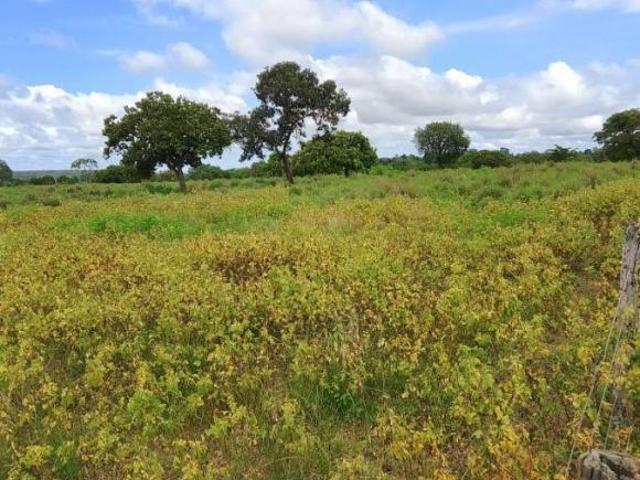 Sítio e chácara venda em Região Geográfica Imediata de Porangatu, Montividiu do Norte