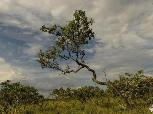 Sítio e chácara venda em Região Geográfica Imediata de Uruaçu - Niquelândia, Niquelândia