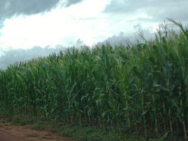 Sítio e chácara venda em Nova Brasilândia, Região Geográfica Intermediária de Cuiabá