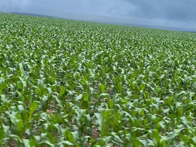 Sítio e chácara venda em Região Geográfica Imediata de Sorriso, Santa Rita do Trivelato