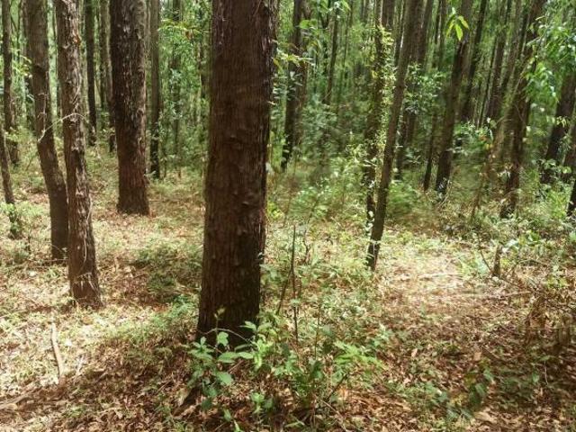 Sítio e chácara venda em Pau dos Ferros, Região Nordeste