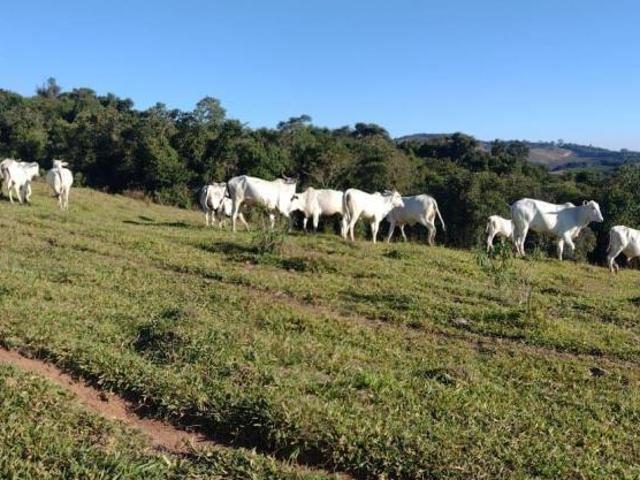 Sítio e chácara venda em Jardim dos Ypês, Ouro Fino