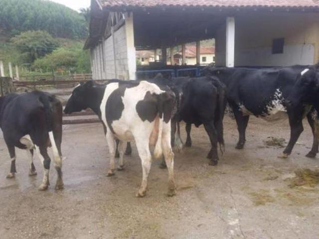 Sítio e chácara venda em Região Imediata de Itapeva, Itapeva