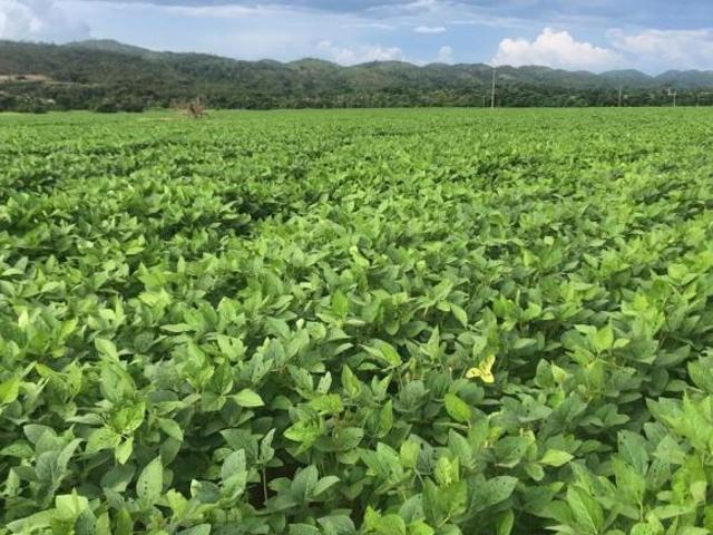 Sítio e chácara venda em Região Geográfica Imediata de Primavera do Leste, Paranatinga