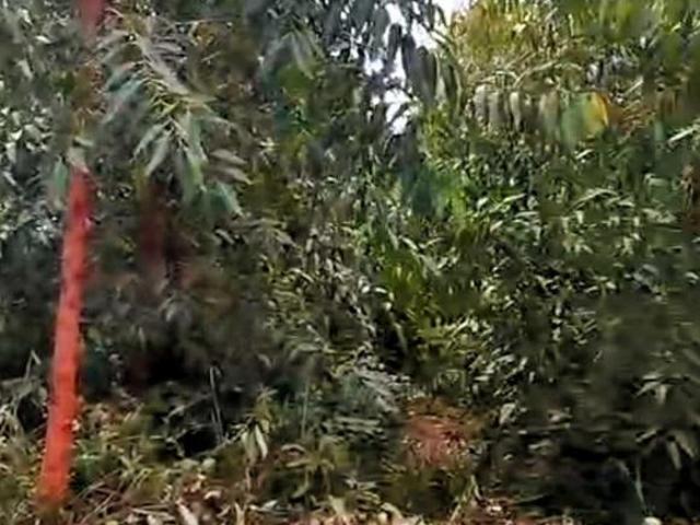 Sítio e chácara venda em Pedra Azul, Região Sudeste