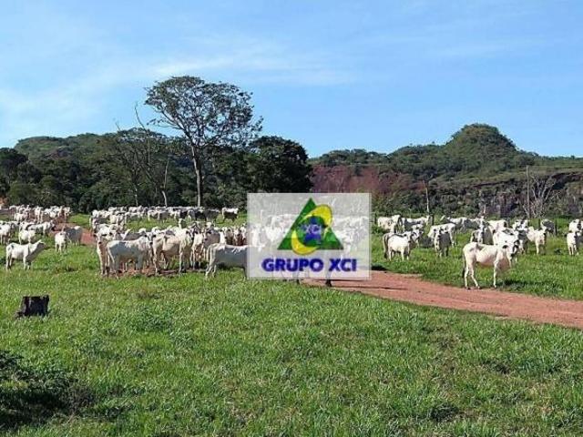 Sítio e chácara venda em Região Geográfica Imediata de Rondonópolis, Pedra Preta