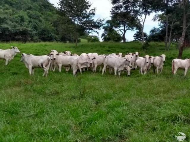 Sítio e chácara venda em Região Geográfica Imediata de Rondonópolis, Pedra Preta