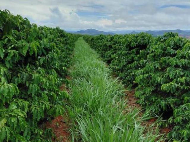 Sítio e chácara venda em Região Geográfica Imediata de Piumhi, Jerumenha