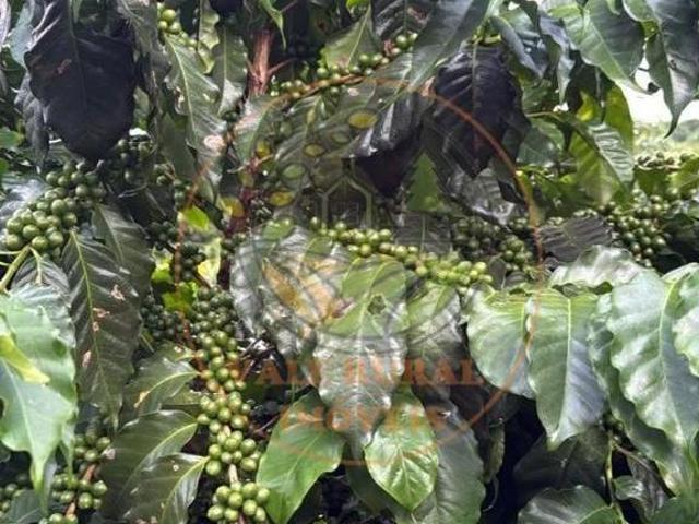 Sítio e chácara venda em Região Geográfica Imediata de Piumhi, Jerumenha