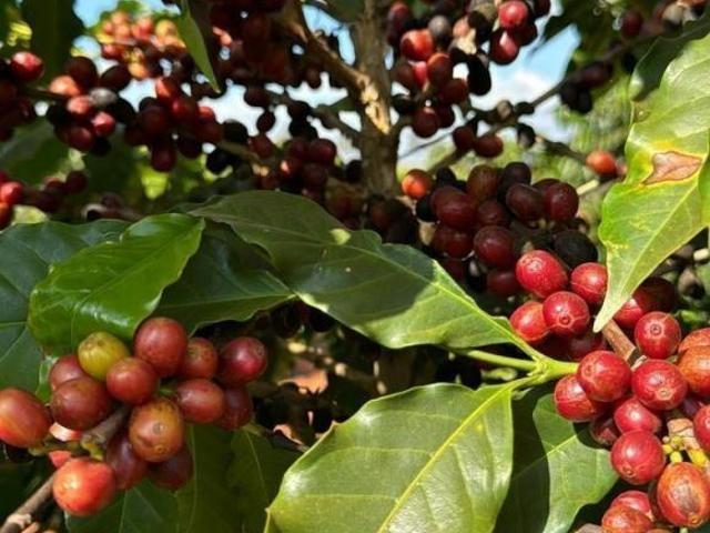 Sítio e chácara venda em Região Geográfica Imediata de Piumhi, Jerumenha