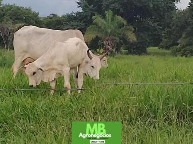 Sítio e chácara venda em Região Geográfica Imediata de Cuiabá, Poconé