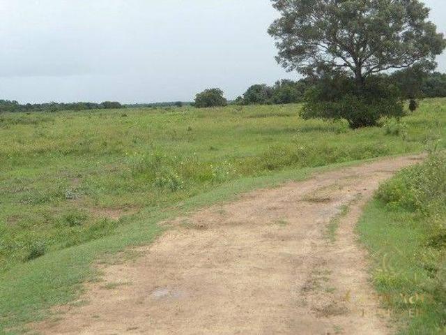 Sítio e chácara venda em Região Geográfica Imediata de Cuiabá, Poconé