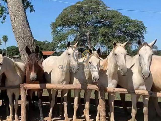 Sítio e chácara venda em Região Geográfica Imediata de Cuiabá, Poconé