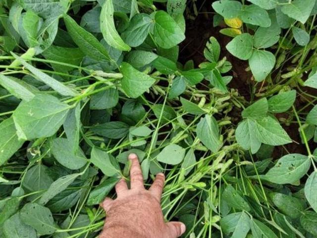 Sítio e chácara venda em Região Geográfica Imediata de Uberlândia, Prata