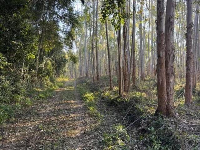 Sítio e chácara venda em Região Imediata de Itapeva, Ribeirão Branco
