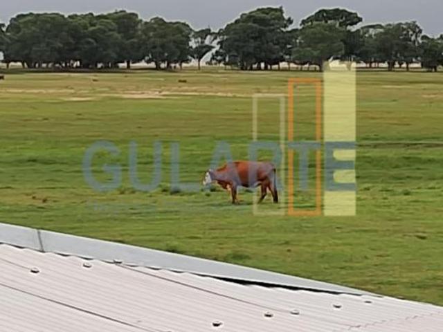 Sítio e chácara venda em Região Geográfica Imediata de Pelotas, Aglomeração Urbana do Sul