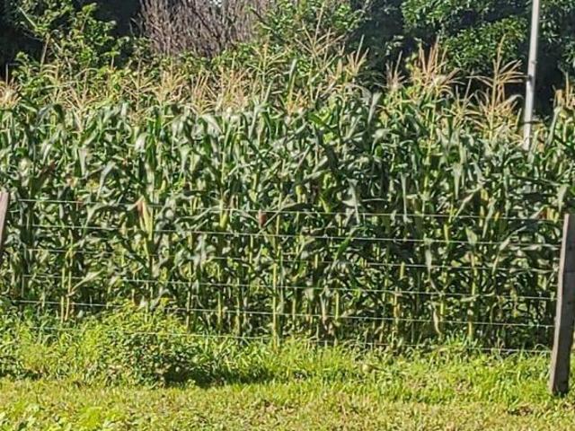 Sítio e chácara venda em Região Geográfica Imediata de Cuiabá, Rosário Oeste