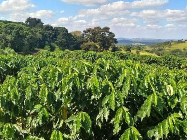 Sítio e chácara venda em Região Geográfica Imediata de Oliveira, São Francisco de Paula