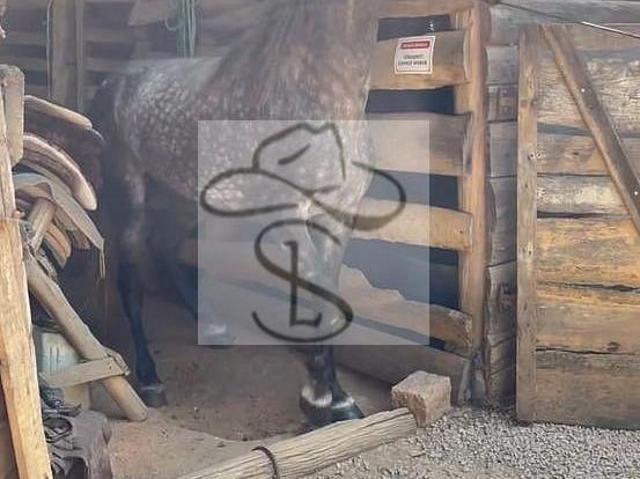 Sítio e chácara venda em São João do Pacuí, Região Geográfica Intermediária de Montes Claros