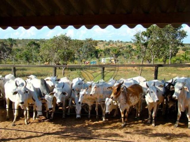 Sítio e chácara venda em Região Geográfica Imediata de São Francisco, São Romão