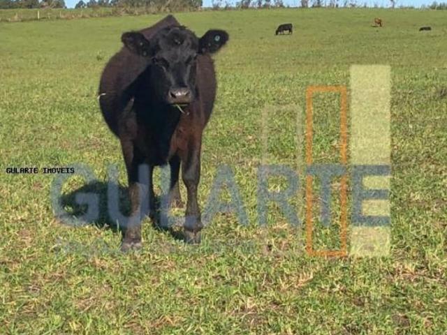 Sítio e chácara venda em Região Geográfica Imediata de Santa Maria, São Vicente do Sul