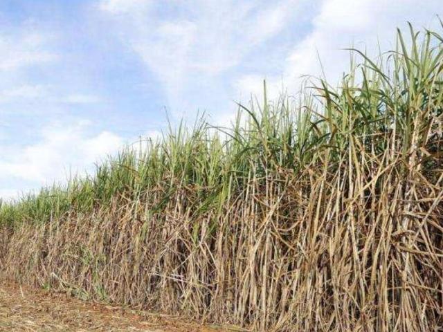 Sítio e chácara venda em Região Imediata de São Carlos, Região Metropolitana de Ribeirão Preto