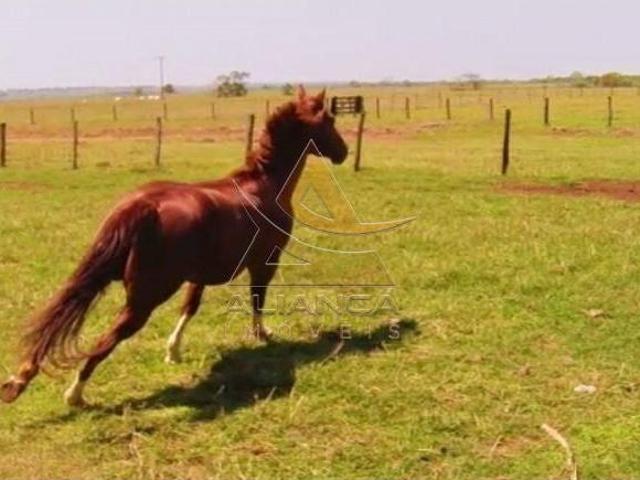 Sítio e chácara venda em Dom Alexandre, Santa Vitória
