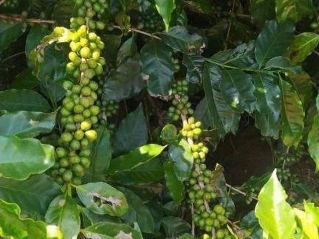 Sítio e chácara venda em Região Geográfica Imediata de Santo Antônio da Platina, Santo Antônio da Platina
