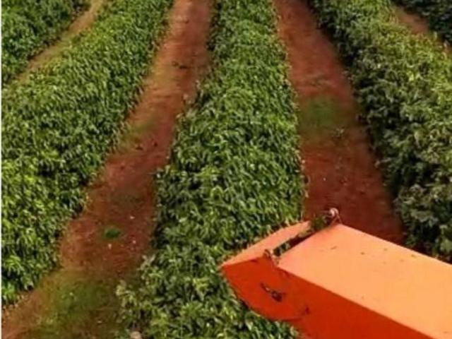 Sítio e chácara venda em Santo Antônio da Platina, Região Geográfica Intermediária de Londrina