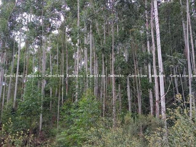 Sítio e chácara venda em Região Geográfica Imediata de Camaquã, Sentinela do Sul
