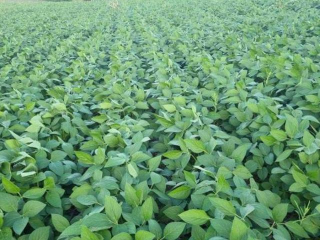 Sítio e chácara venda em Região Geográfica Imediata de Caxambu - Baependi, Seritinga